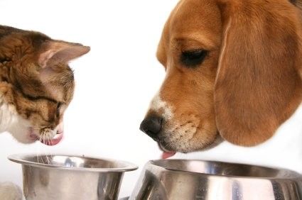 Siemens Motor Máquina automática completa para hacer pellets de comida para perros para la demanda de bebidas alimenticias